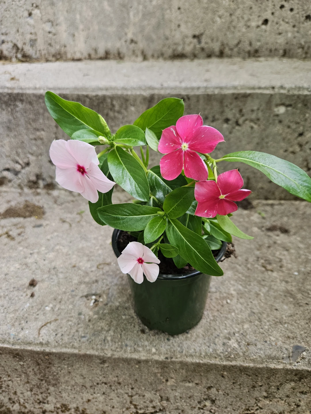 Pink and Red Vinca Flowers in Pot⚽️