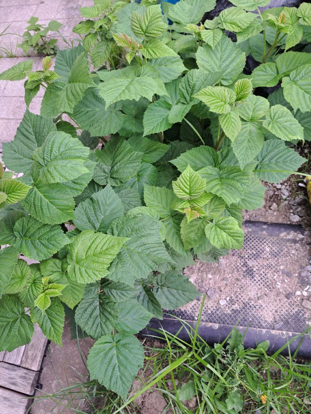 Raspberry Plants starting @$10 - photo 2