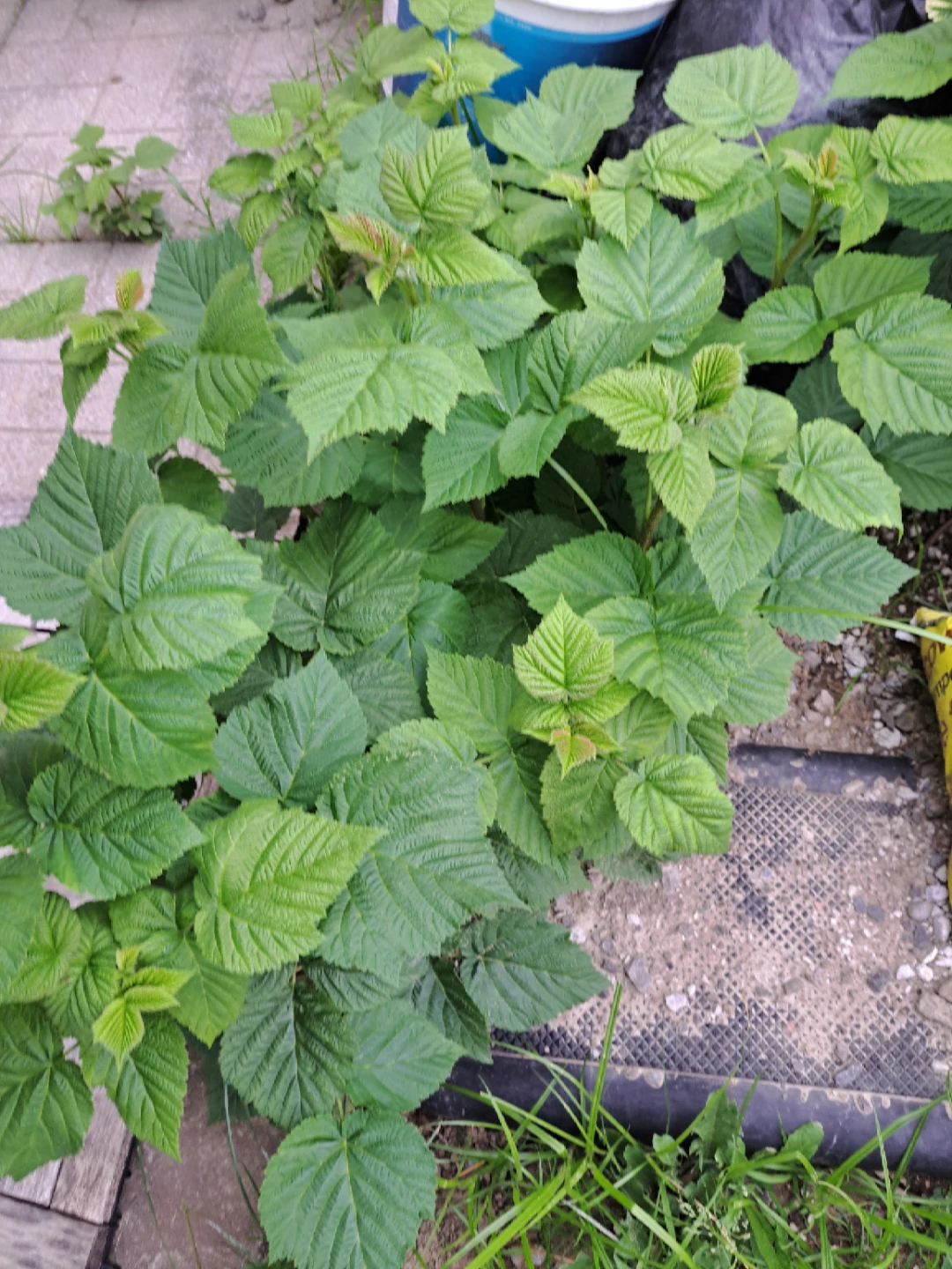Raspberry Plants starting @$10 - photo 3