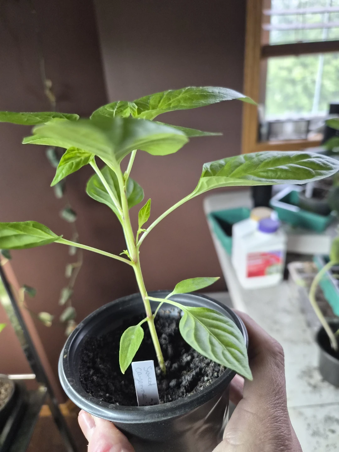 Assorted unique and hard to find Pepper Plants - photo 2