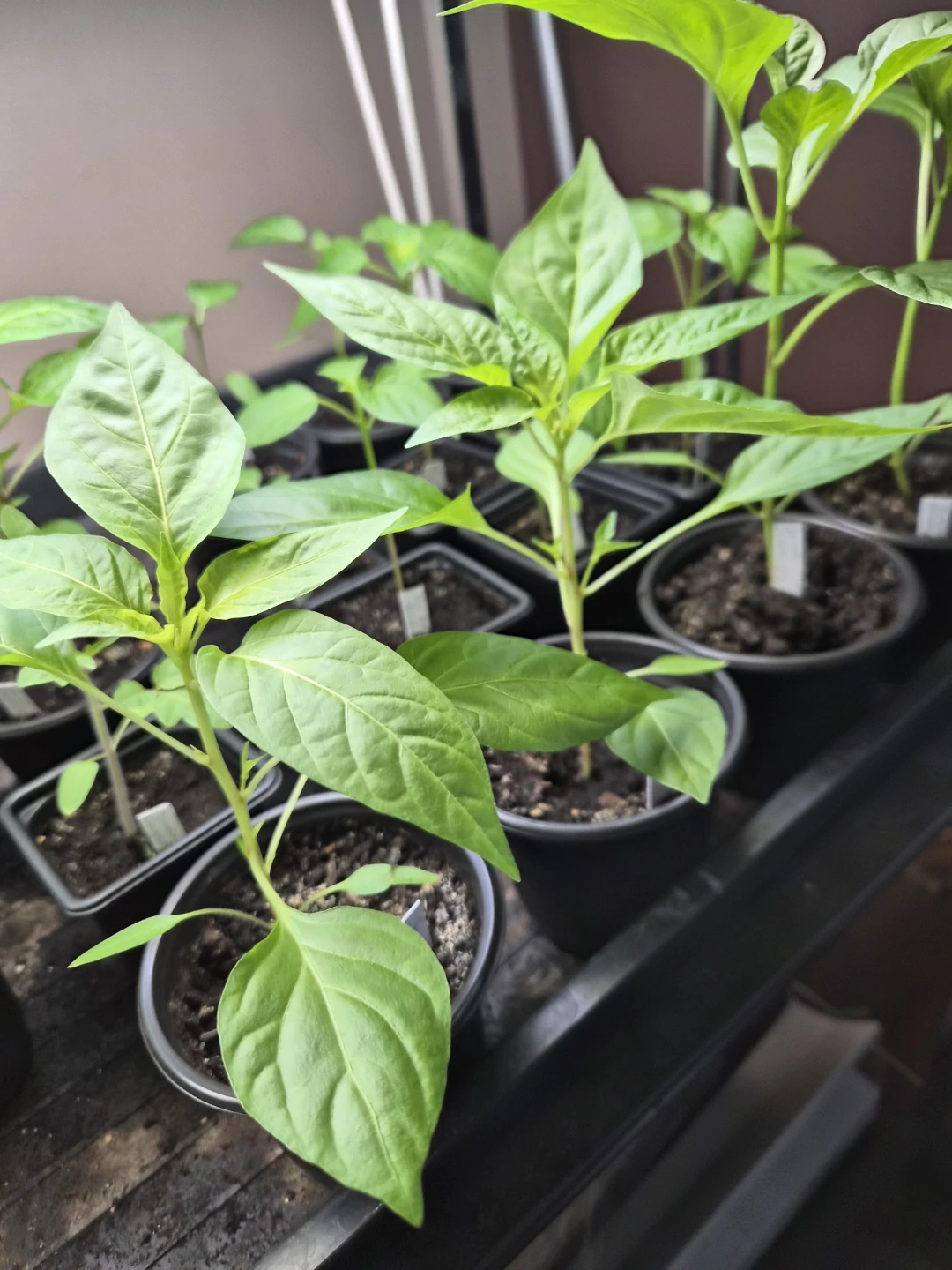 Assorted unique and hard to find Pepper Plants - photo 4