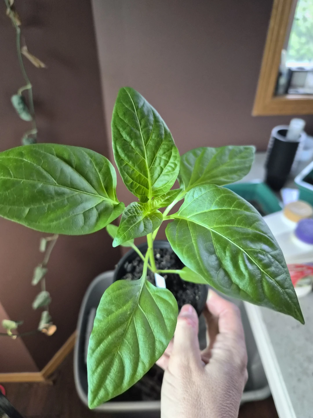 Assorted unique and hard to find Pepper Plants - photo 5
