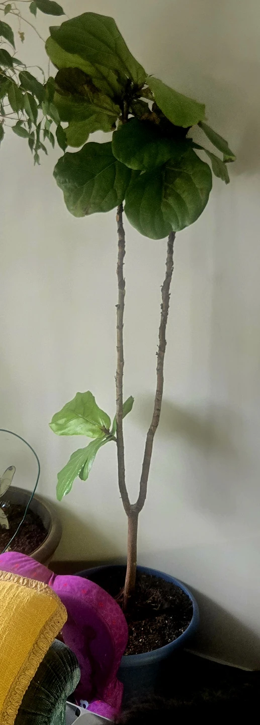 Fiddle Leaf Fig Plant 5ft