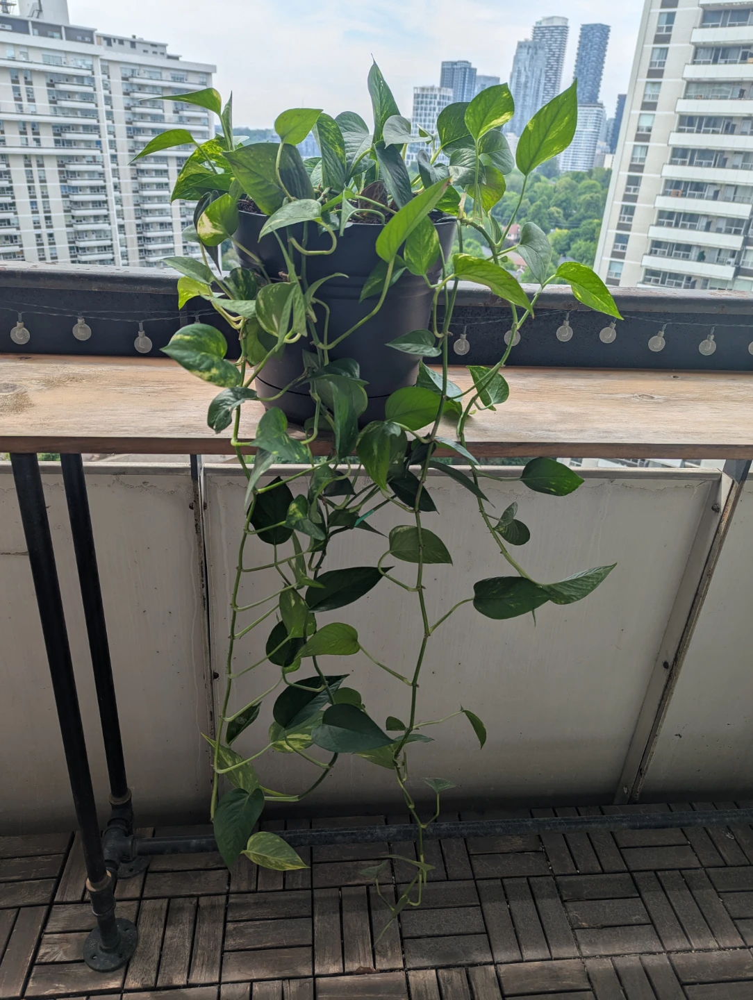Large Healthy Pothos Plant (Devil's Ivy)