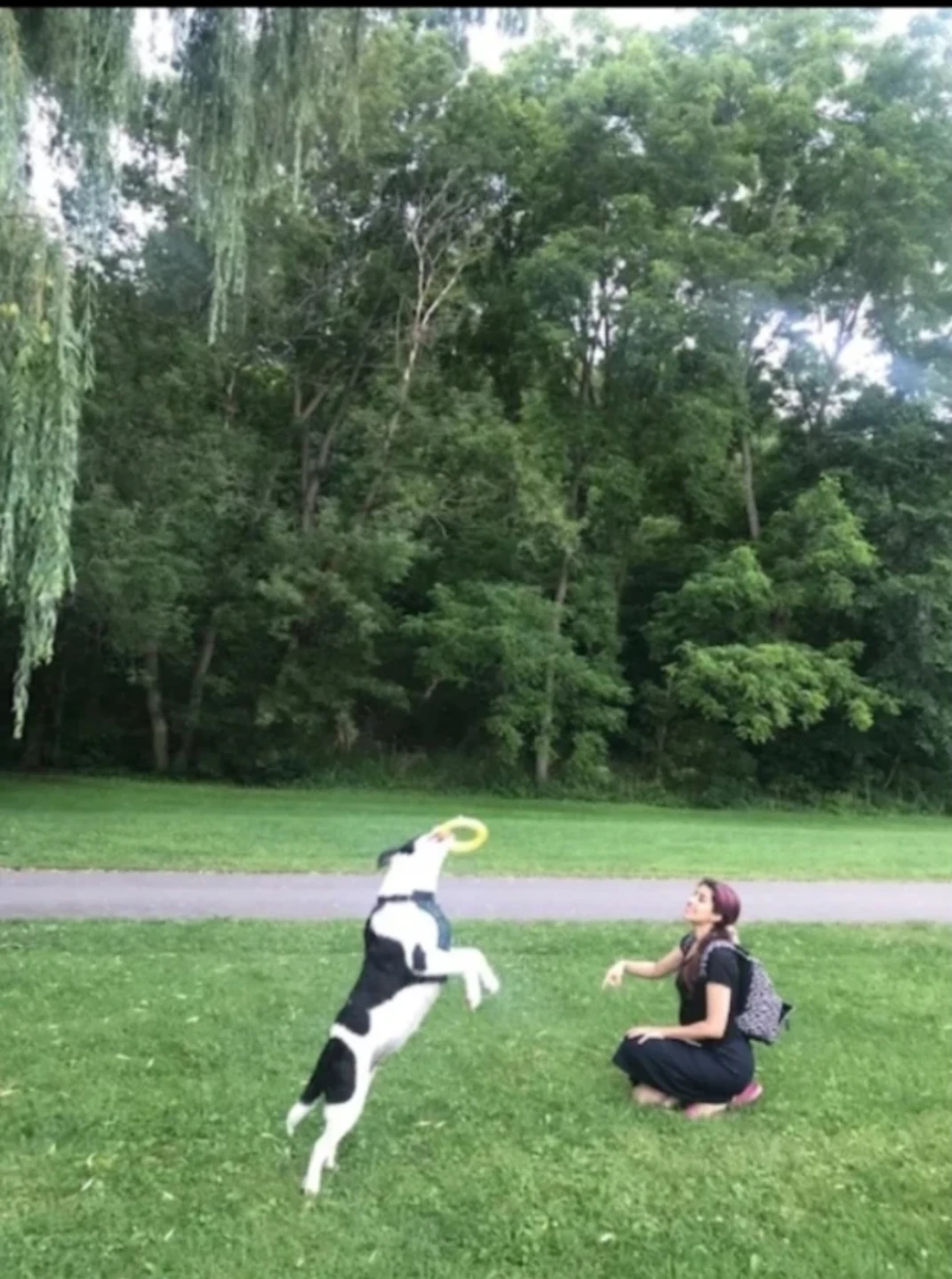 Reliable Dog Walking in Toronto - photo 5
