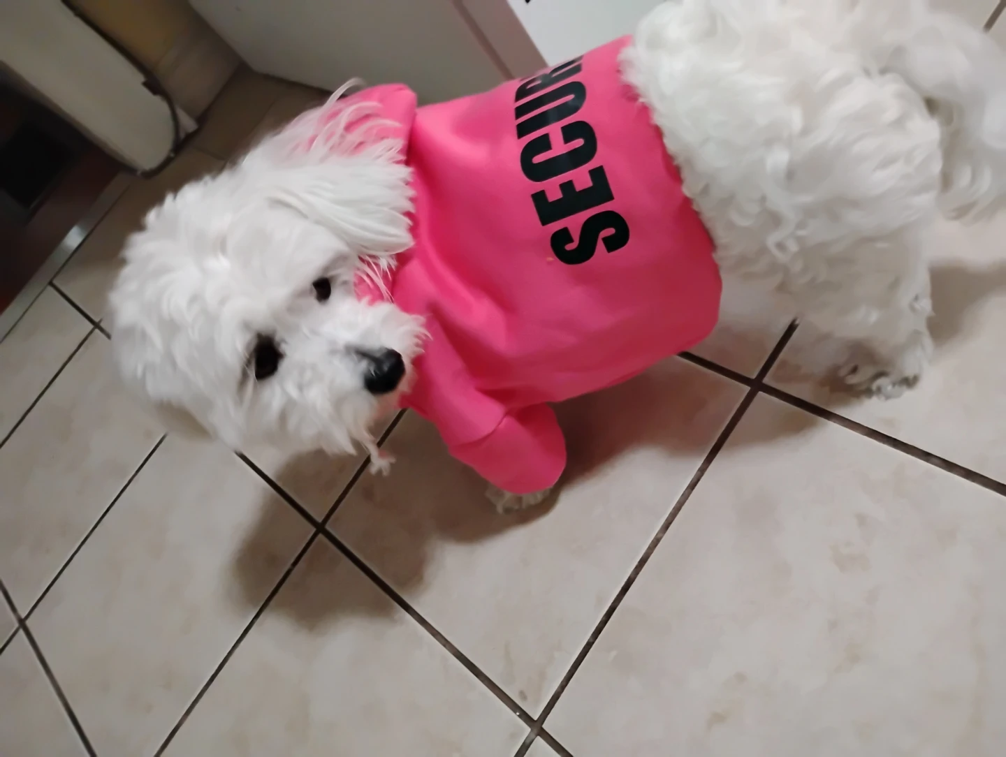 Pink Dog Hoodie "SECURITY" - photo 3