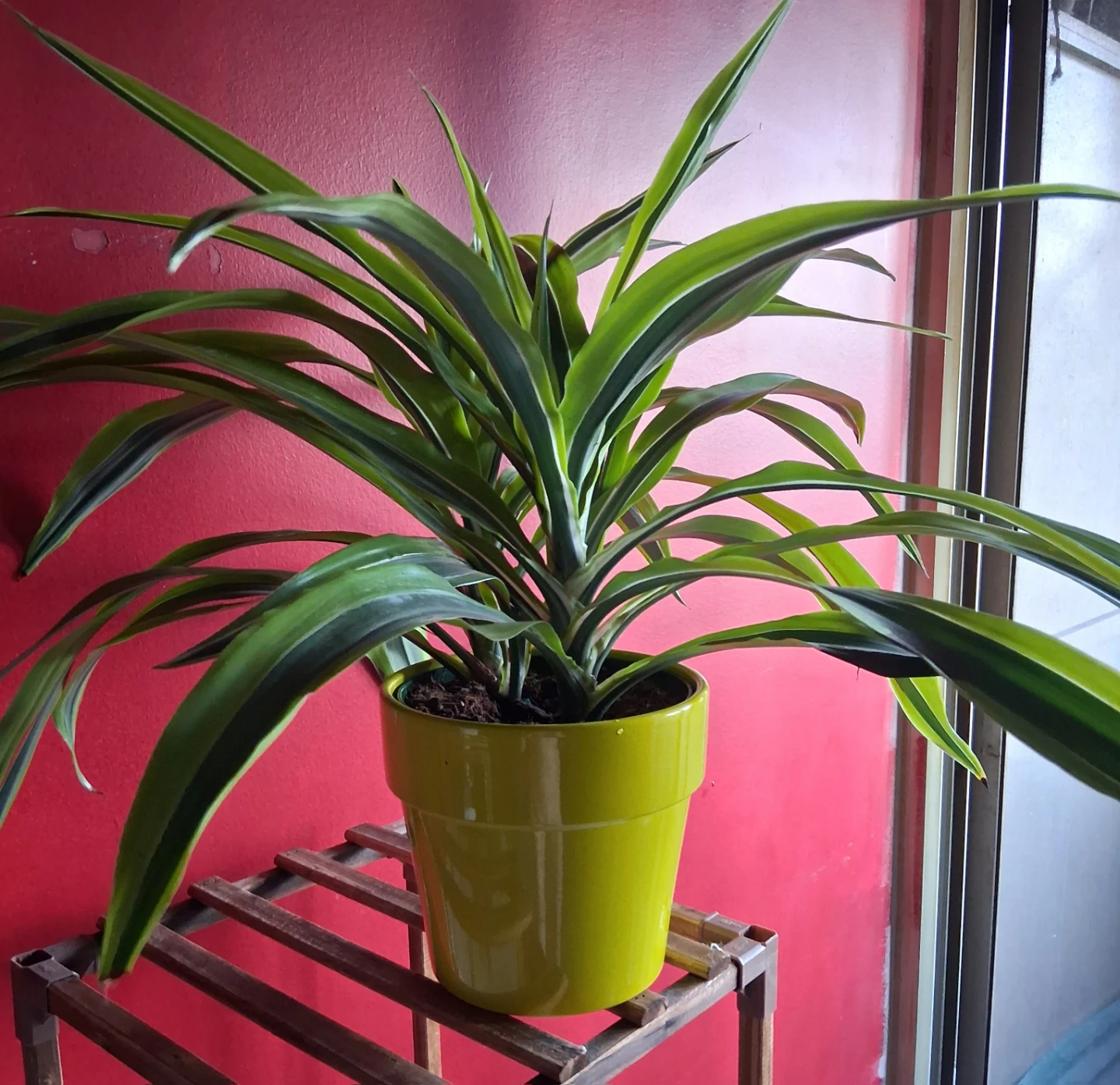 Dracaena Plant in Bright Yellow Pot