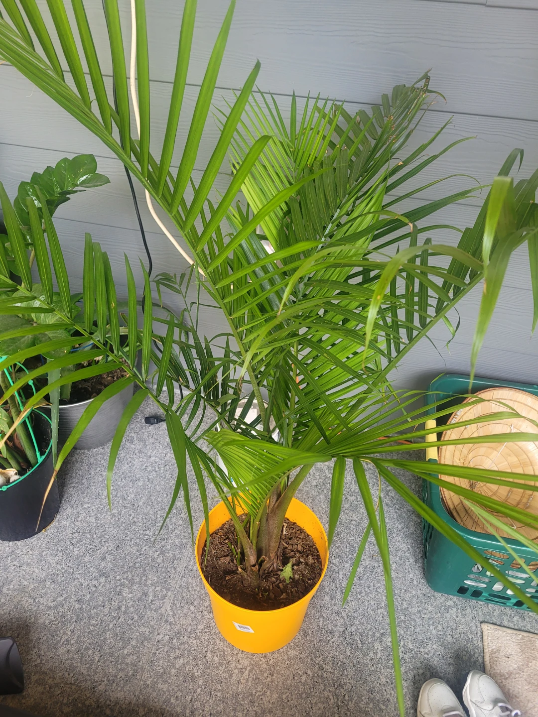Majesty palm tree
