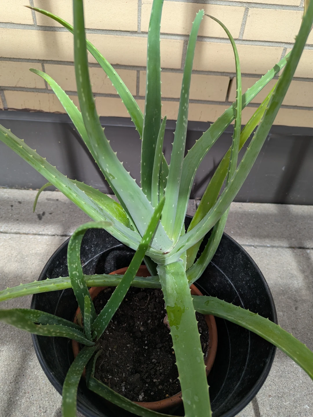 Large Aloe Vera Plant in Clay Pot and Black Planter - photo 2