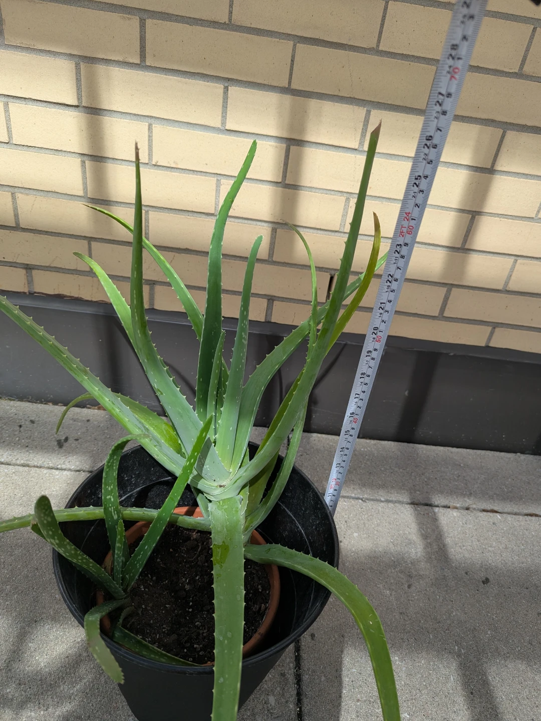 Large Aloe Vera Plant in Clay Pot and Black Planter - photo 3