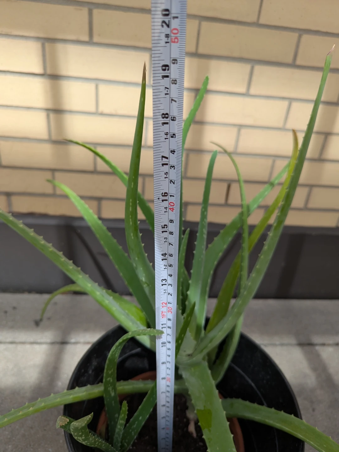 Large Aloe Vera Plant in Clay Pot and Black Planter - photo 4