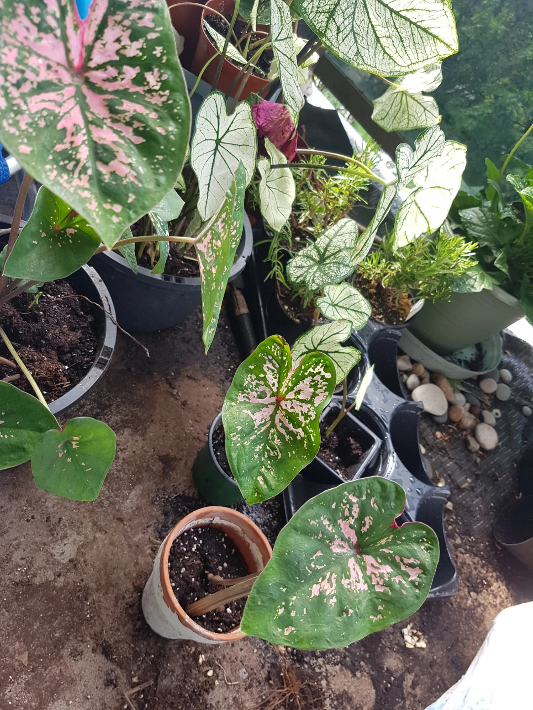 Assorted Caladium Plants with Pink and White Variegation - photo 3
