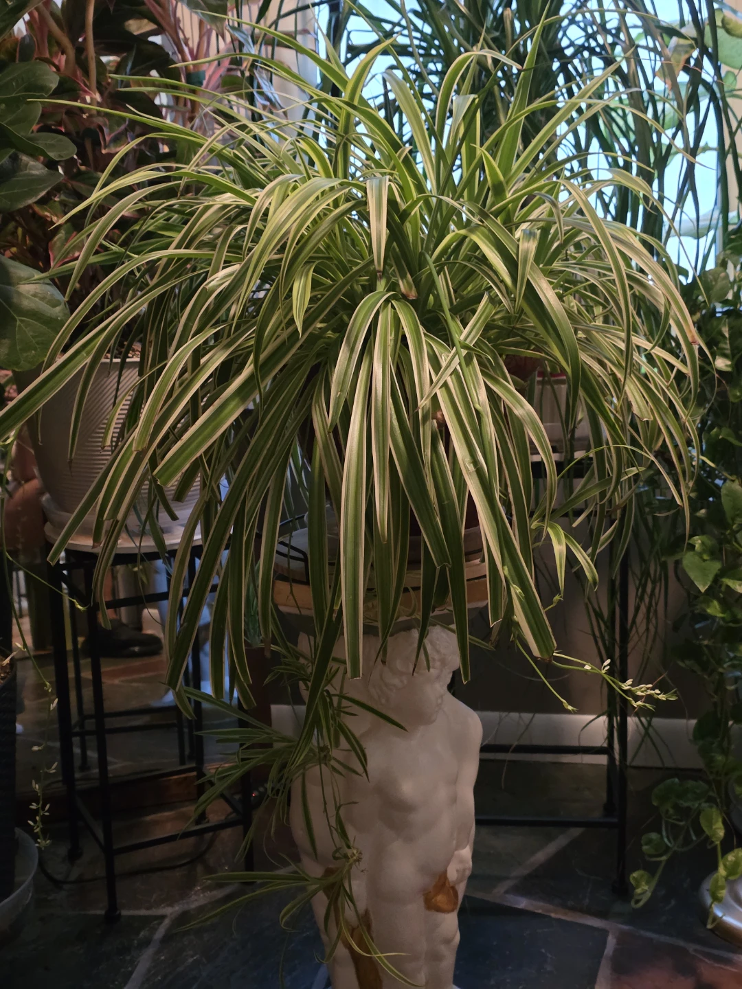 Spider Plant