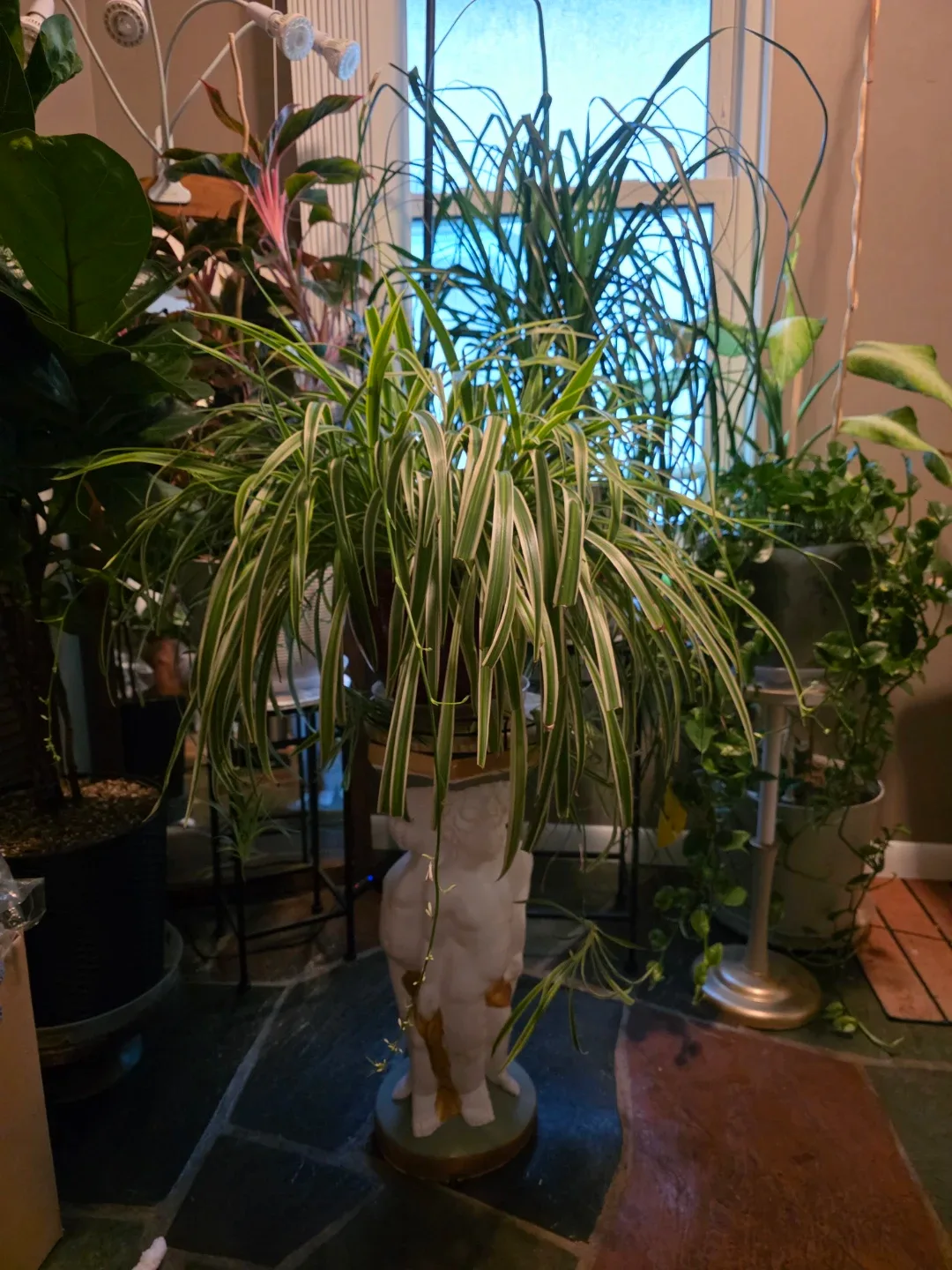 Spider Plant - photo 2