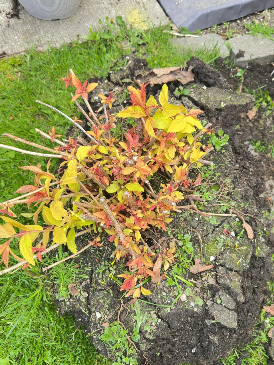 Spirea shrub with pink flowers - photo 2