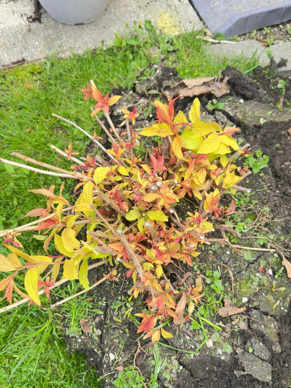 Spirea shrub with pink flowers - photo 3