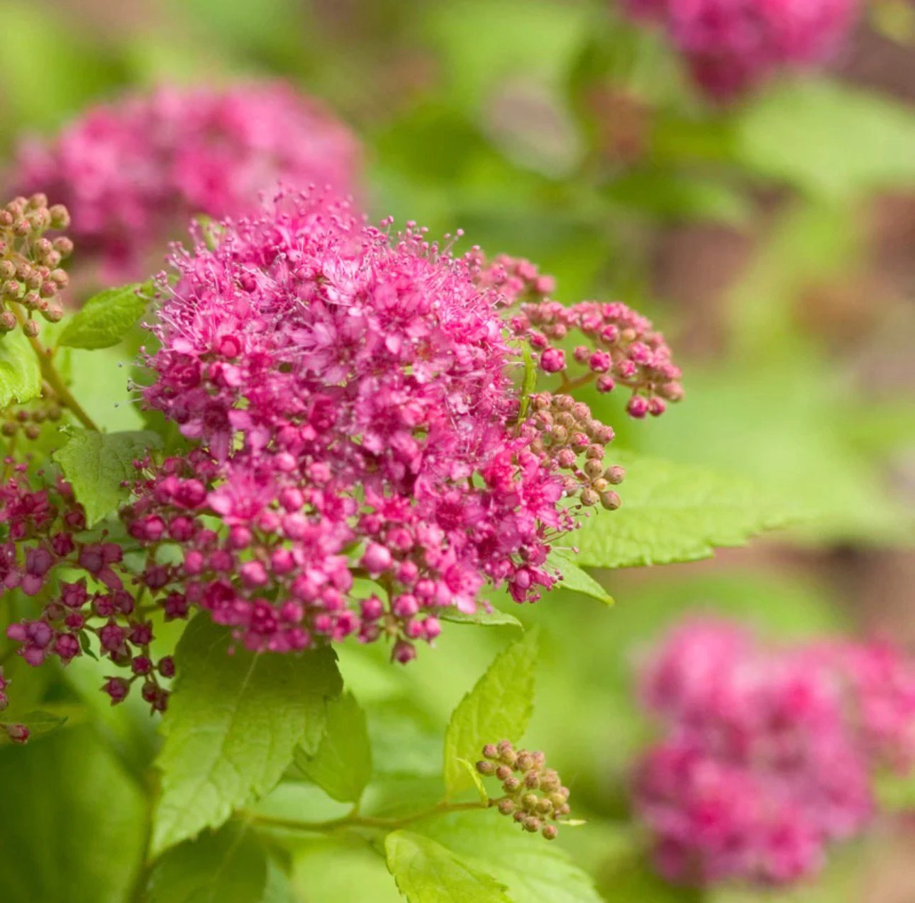 Spirea shrub with pink flowers - photo 4