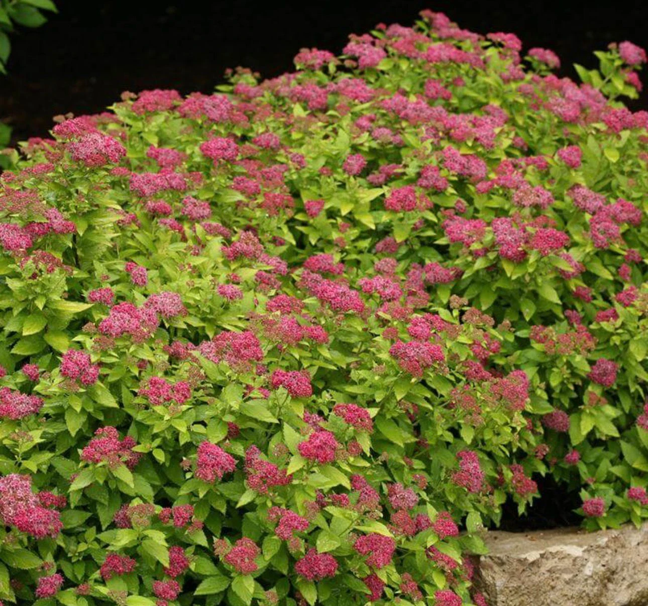 Spirea shrub with pink flowers - photo 5
