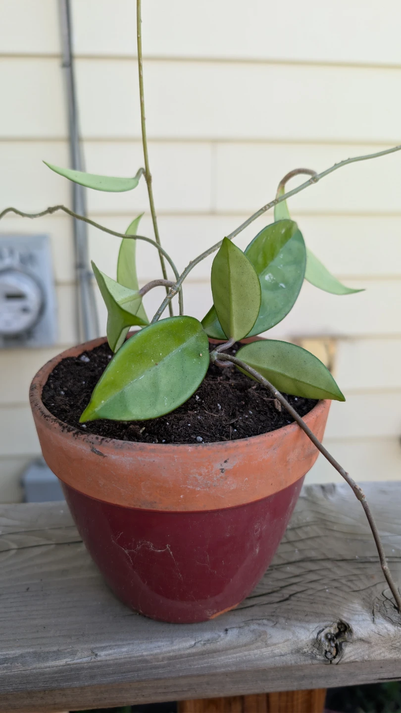 Healthy Hoya Carnosa 🌱