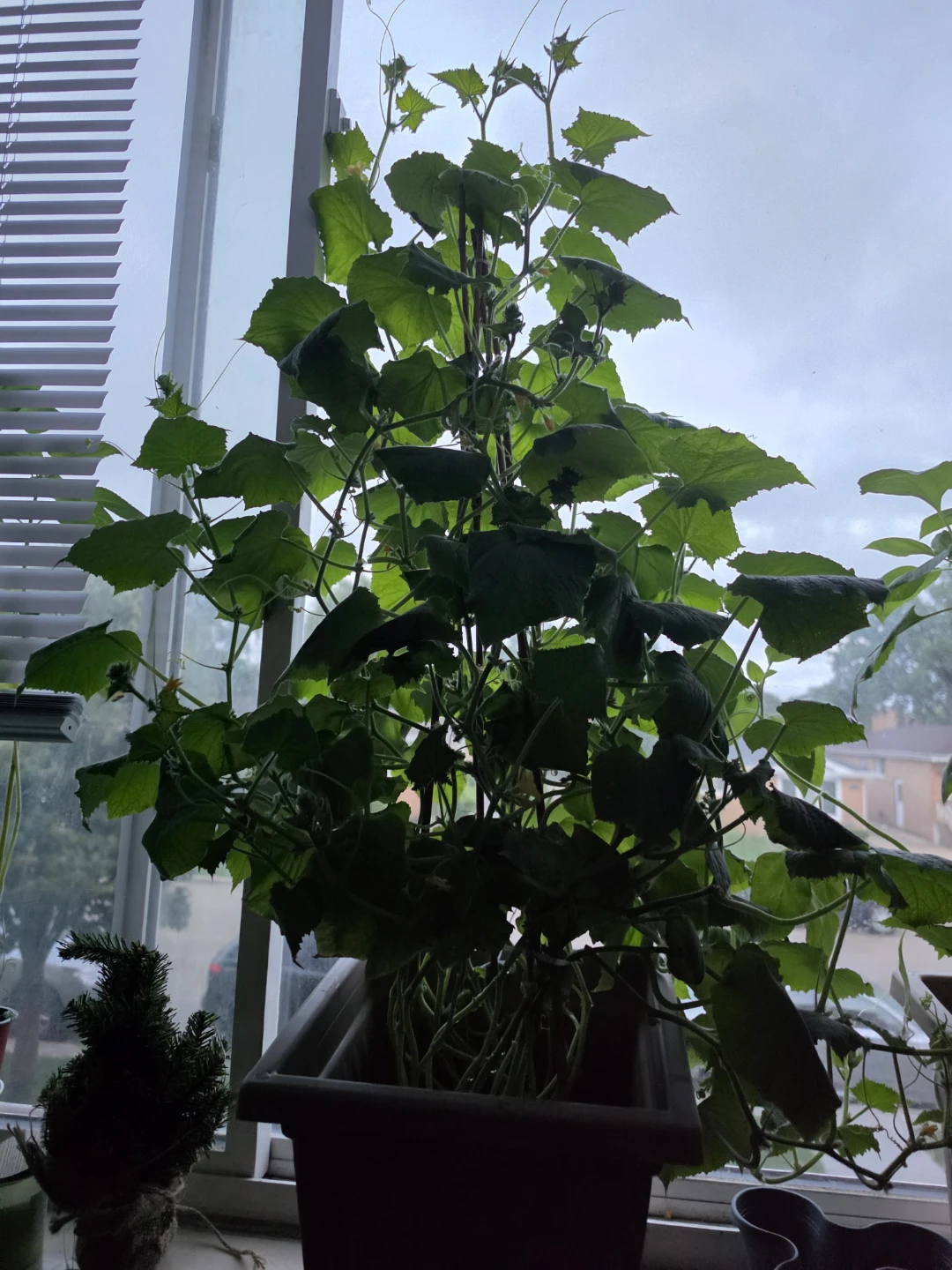 Cucumber Plant with Stakes - photo 2