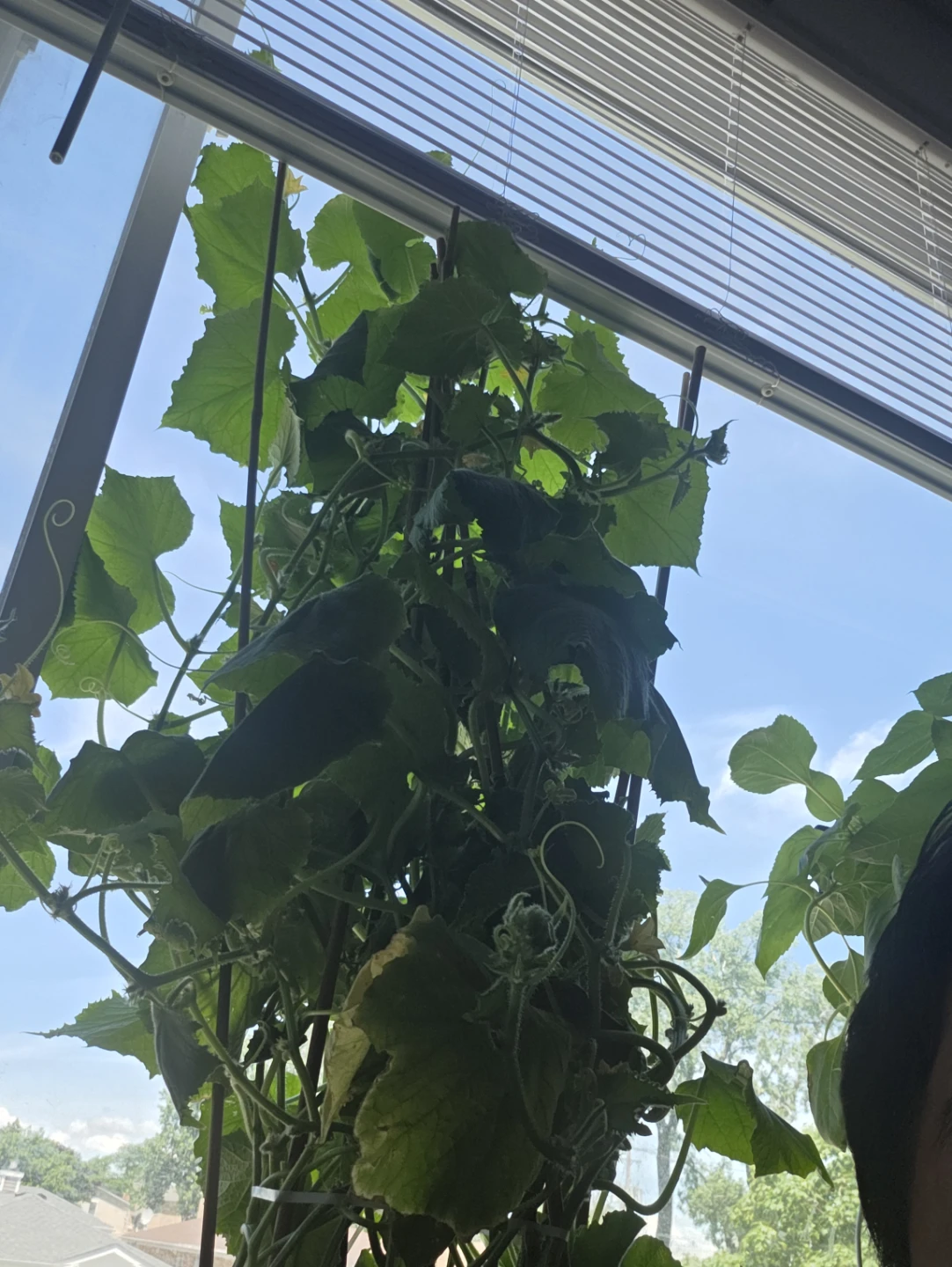 Cucumber Plant with Stakes - photo 3