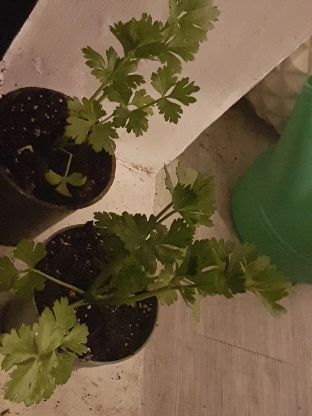 Celery Plants in Pots each one - photo 3