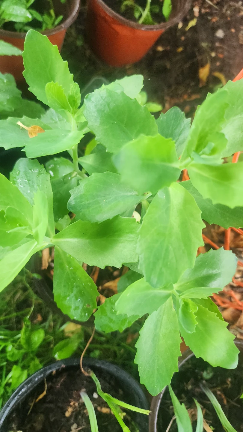 Healthy Sedum Plant in Pot