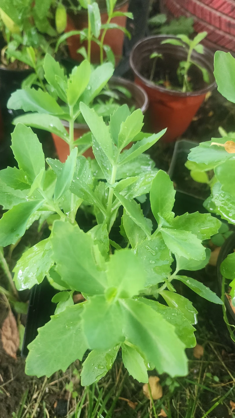Healthy Sedum Plant in Pot - photo 2