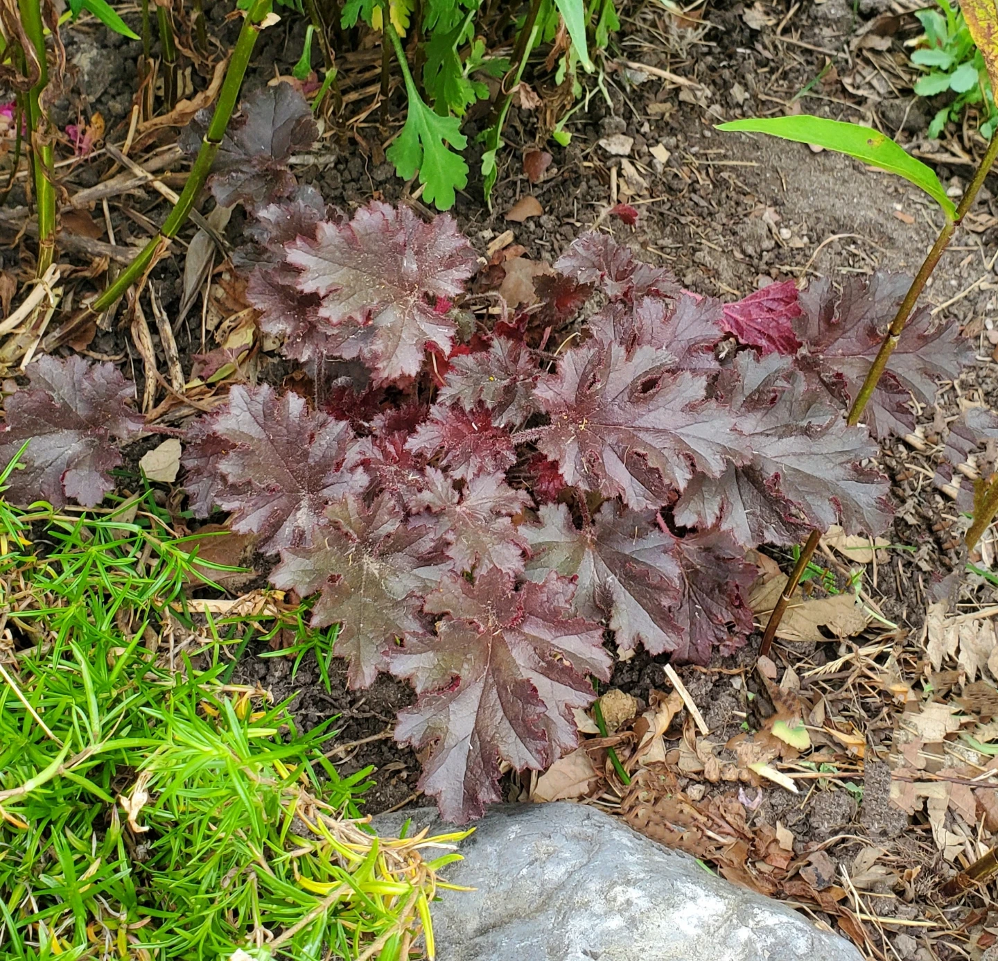 Coral Bell