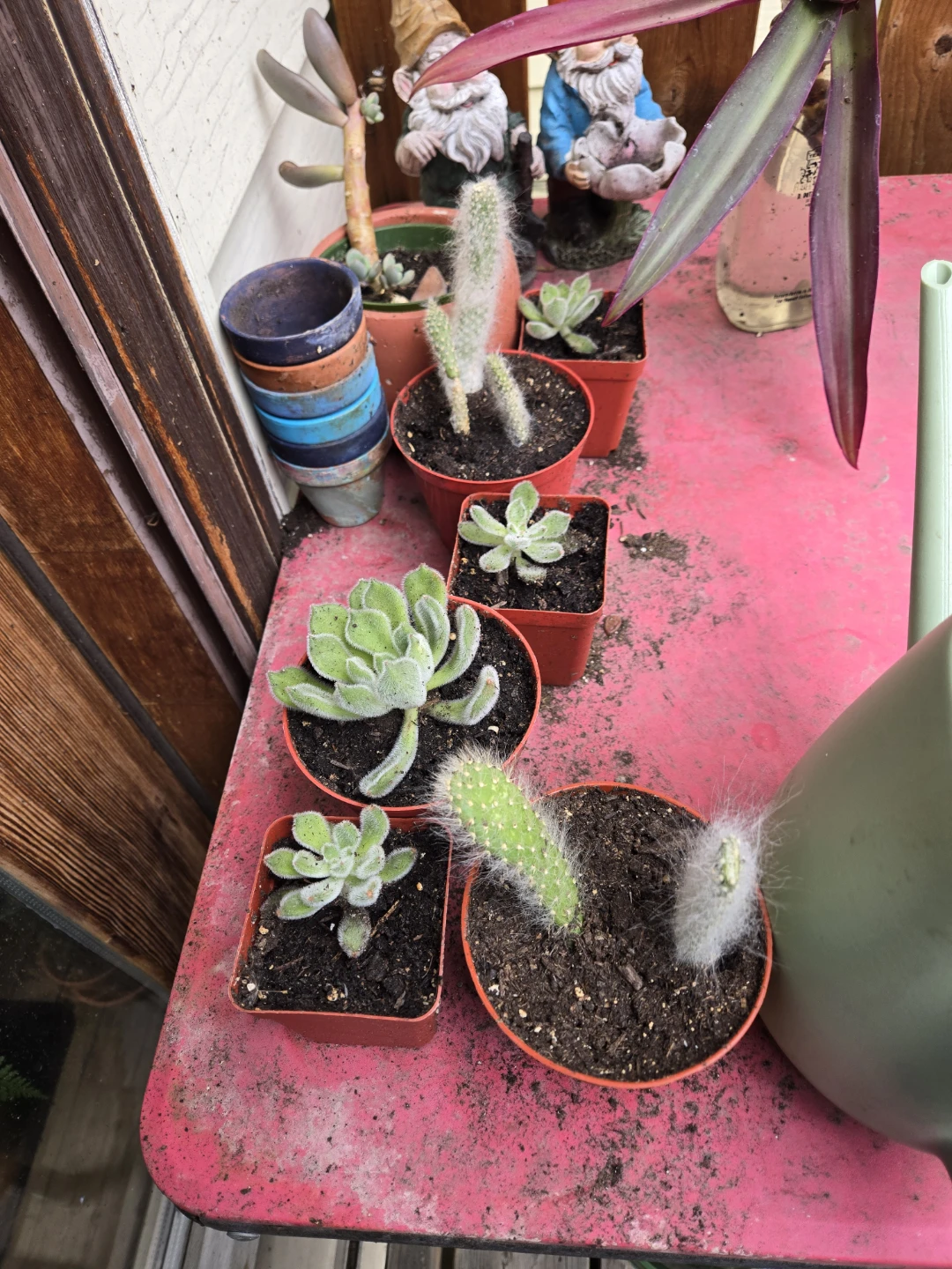 Assorted Potted Succulents and Cacti - photo 5