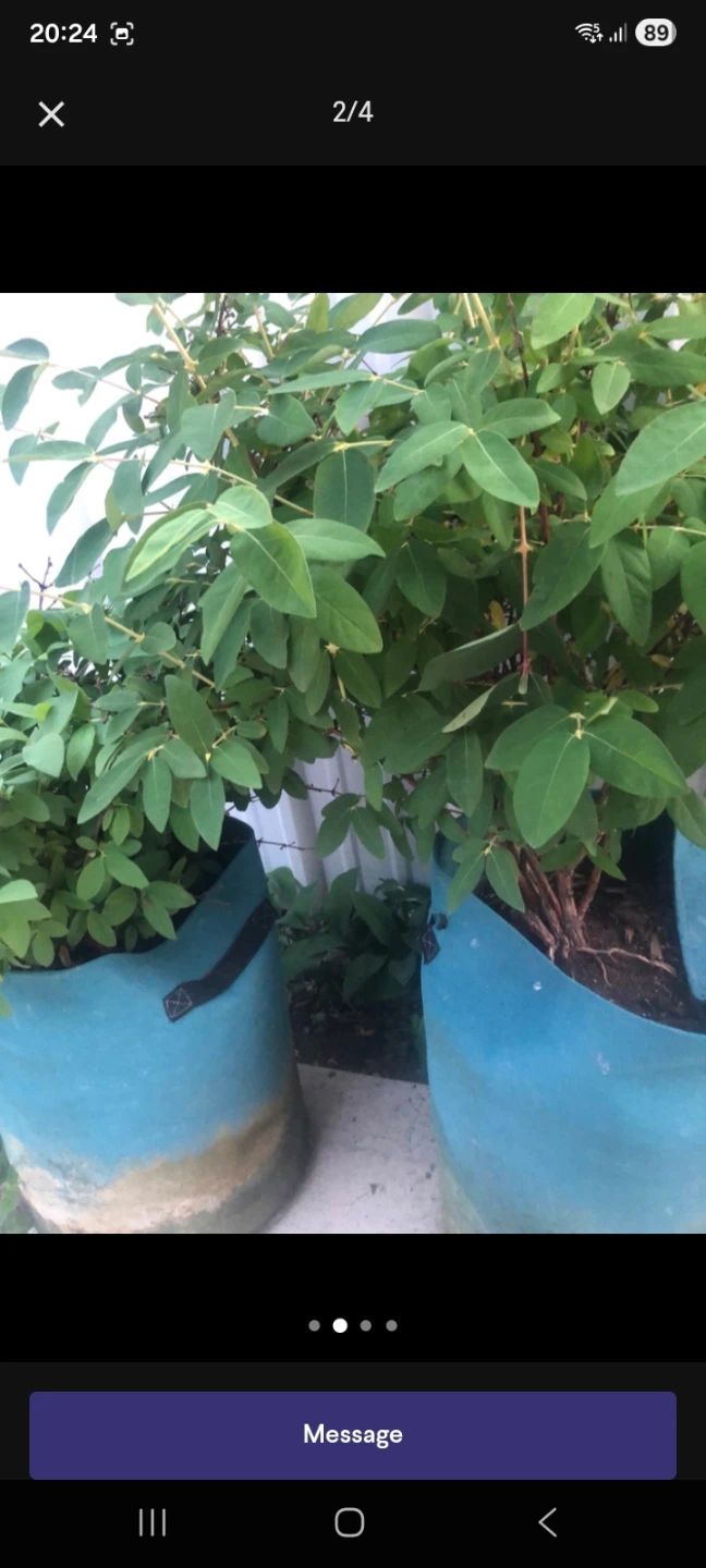 Potted Green Plant