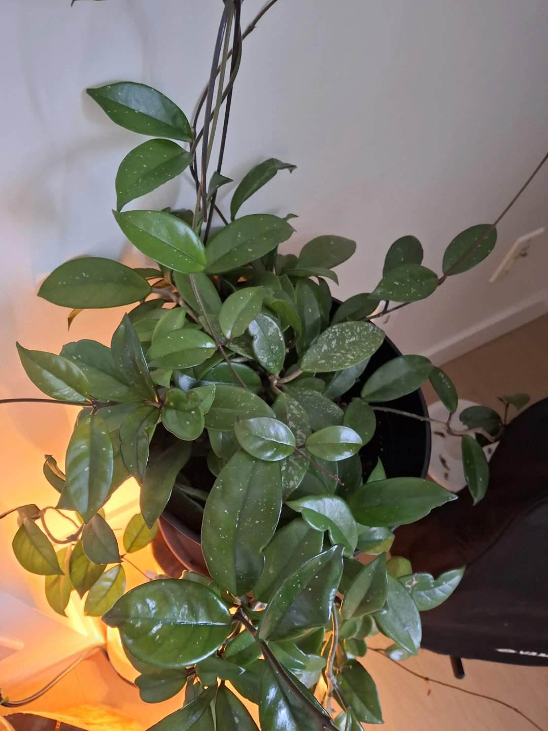 Hoya Plant - photo 3