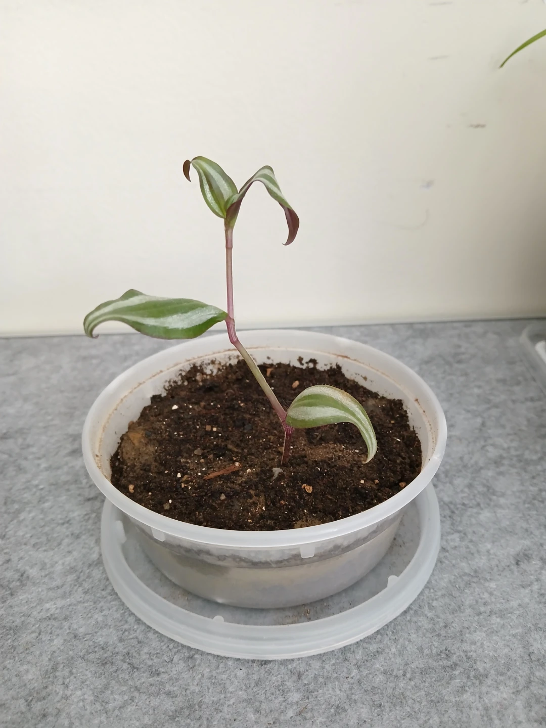 Baby Wandering Jew Plant ⚽