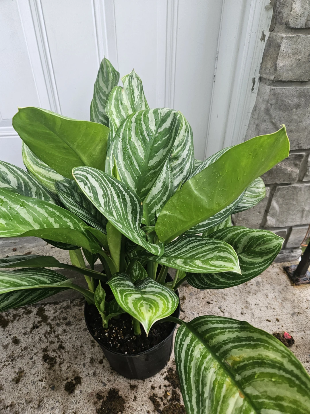 Aglaonema 'Silver Bay' Live Plant⚽️ - photo 2