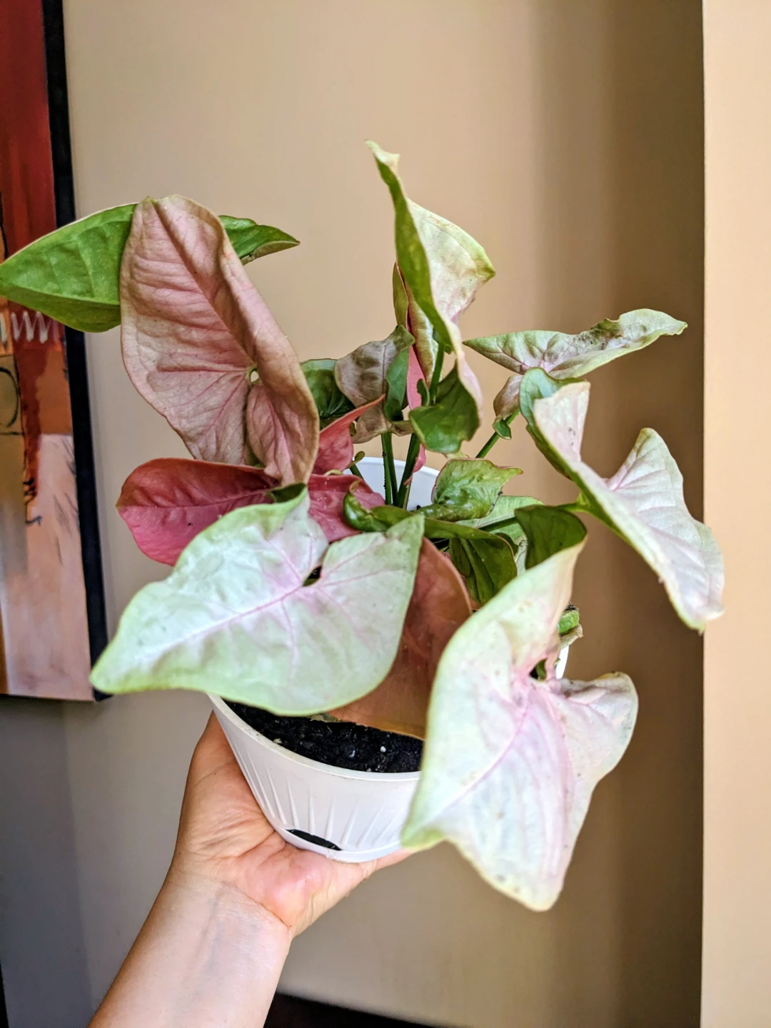 Assorted House/ Indoor Plants - photo 4