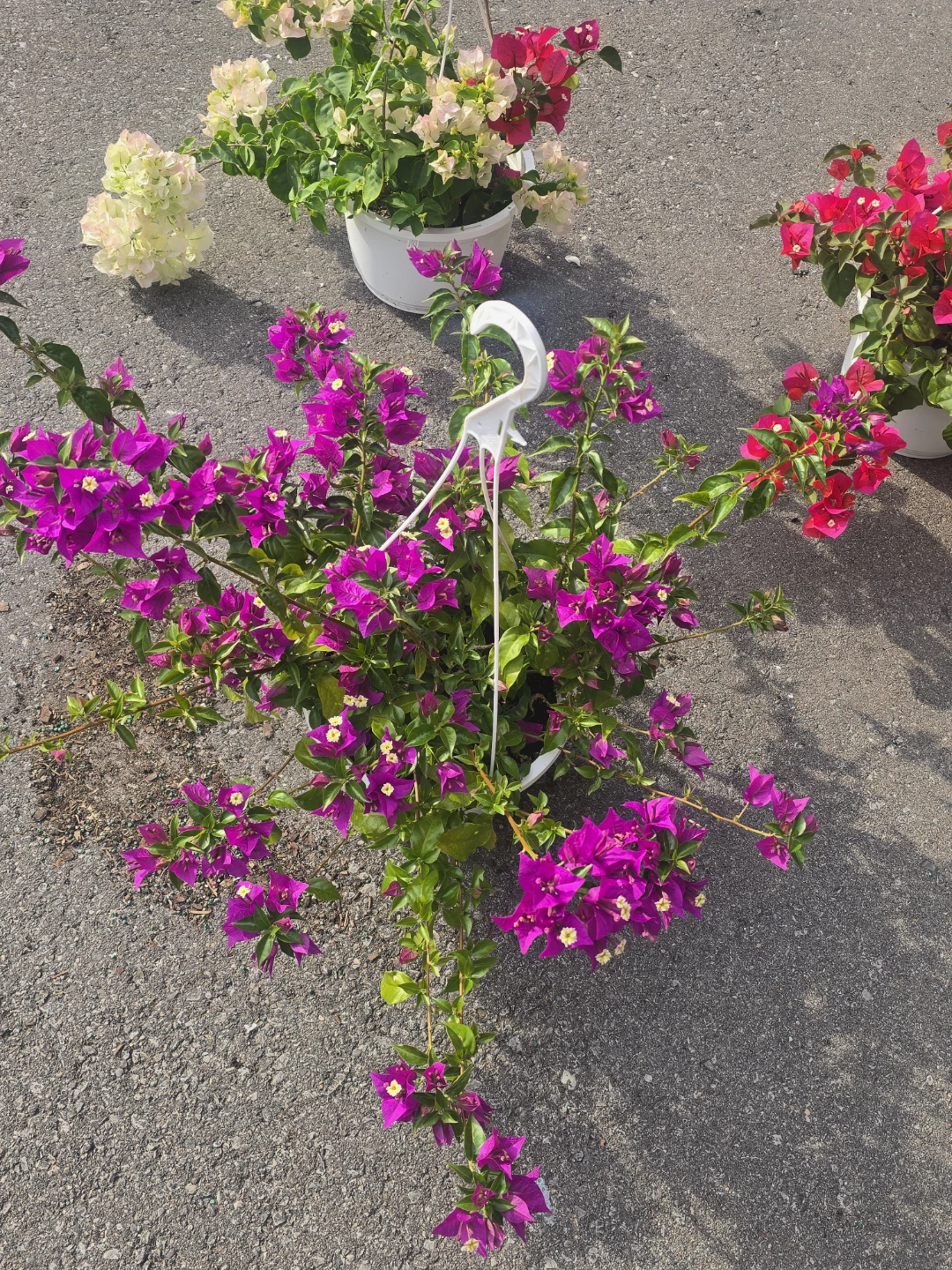 Hanging Bougainvillea Plant⚽ - photo 3