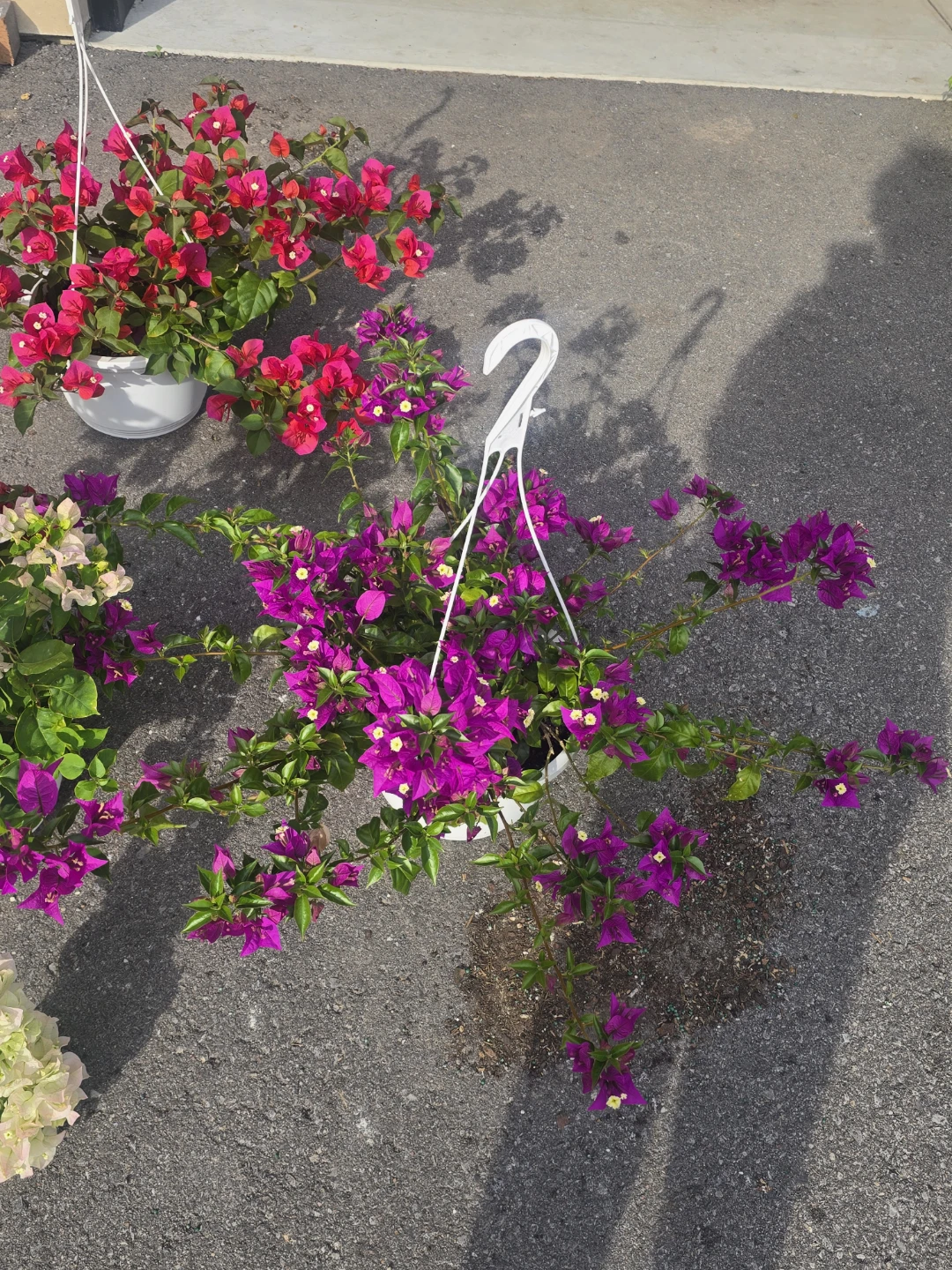 Hanging Bougainvillea Plant⚽ - photo 4