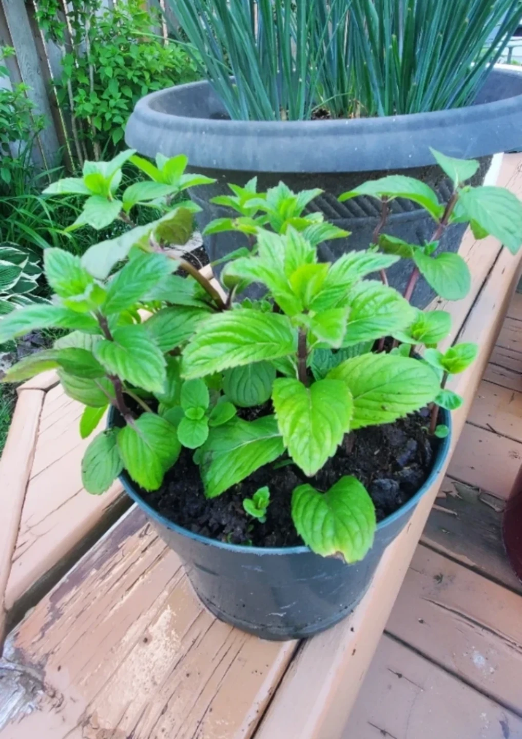 Mint