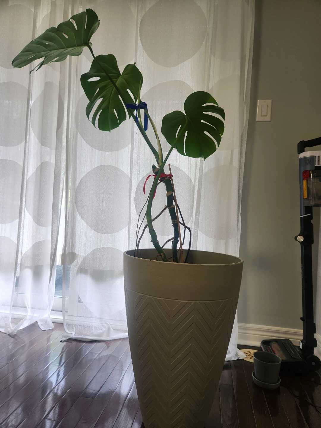 Monstera Plant in Large Planter