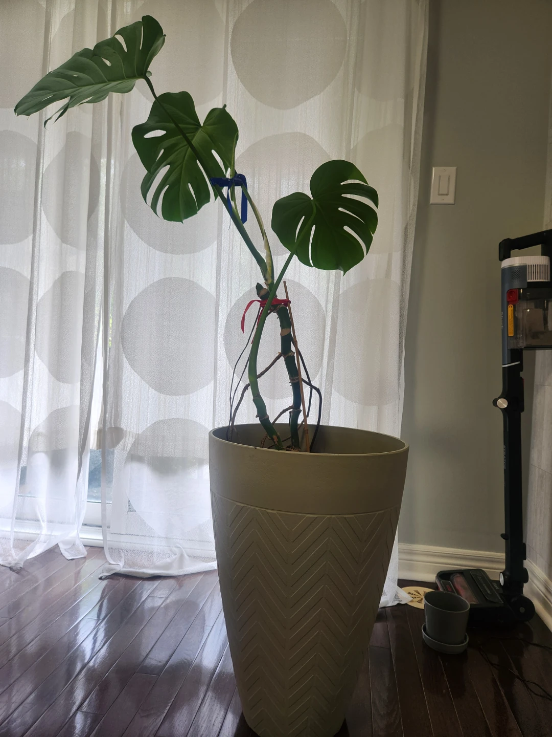 Monstera Plant in Large Planter - photo 2