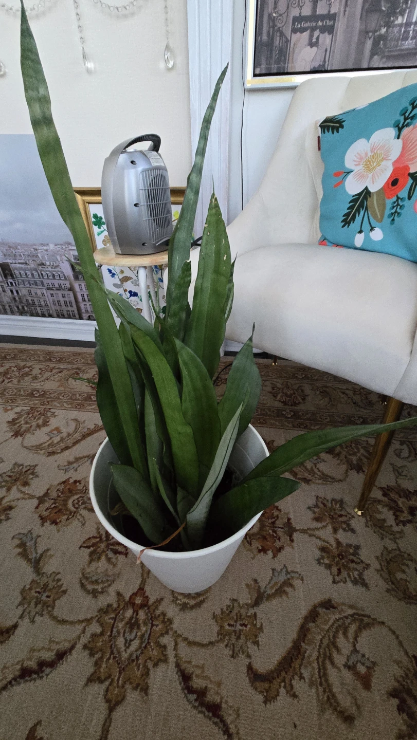 Snake Plant in White Pot - photo 4