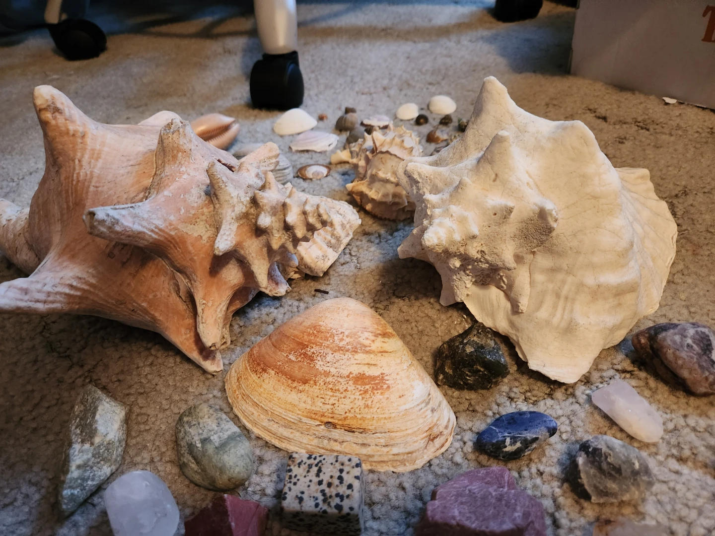 Assorted Seashells and Rocks Collection - photo 4