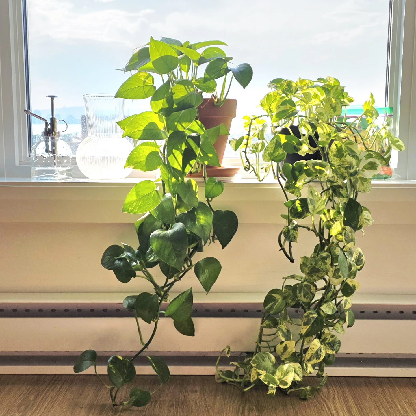 ​[Moving Sale] Houseplants & Indoor Plant Care Set