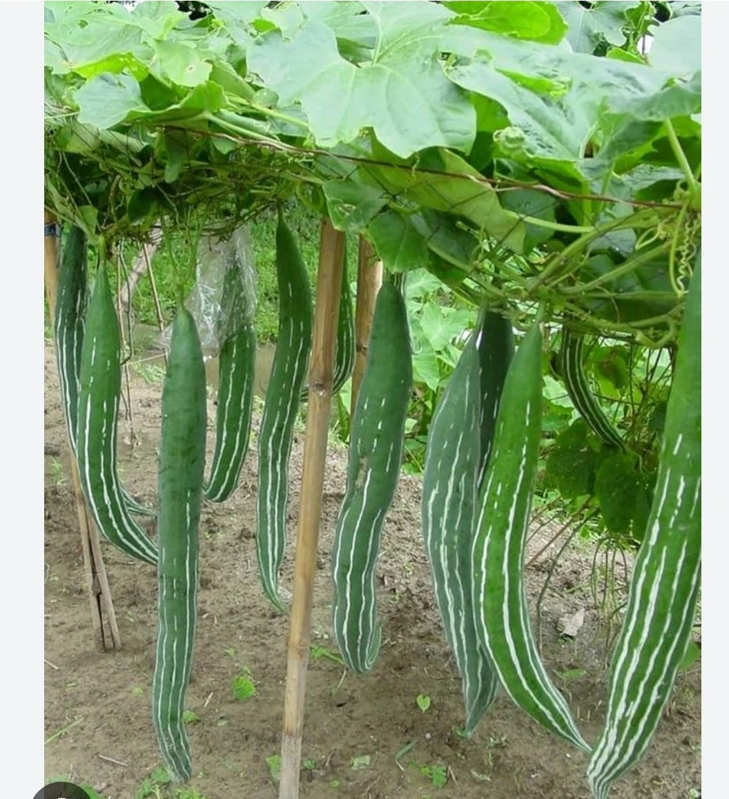 Organic Snake Gourds Plant