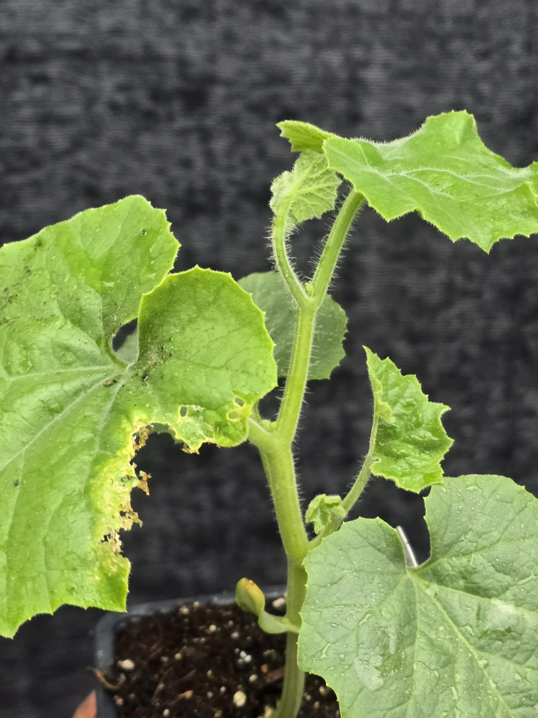 Organic Snake Gourds Plant - photo 2