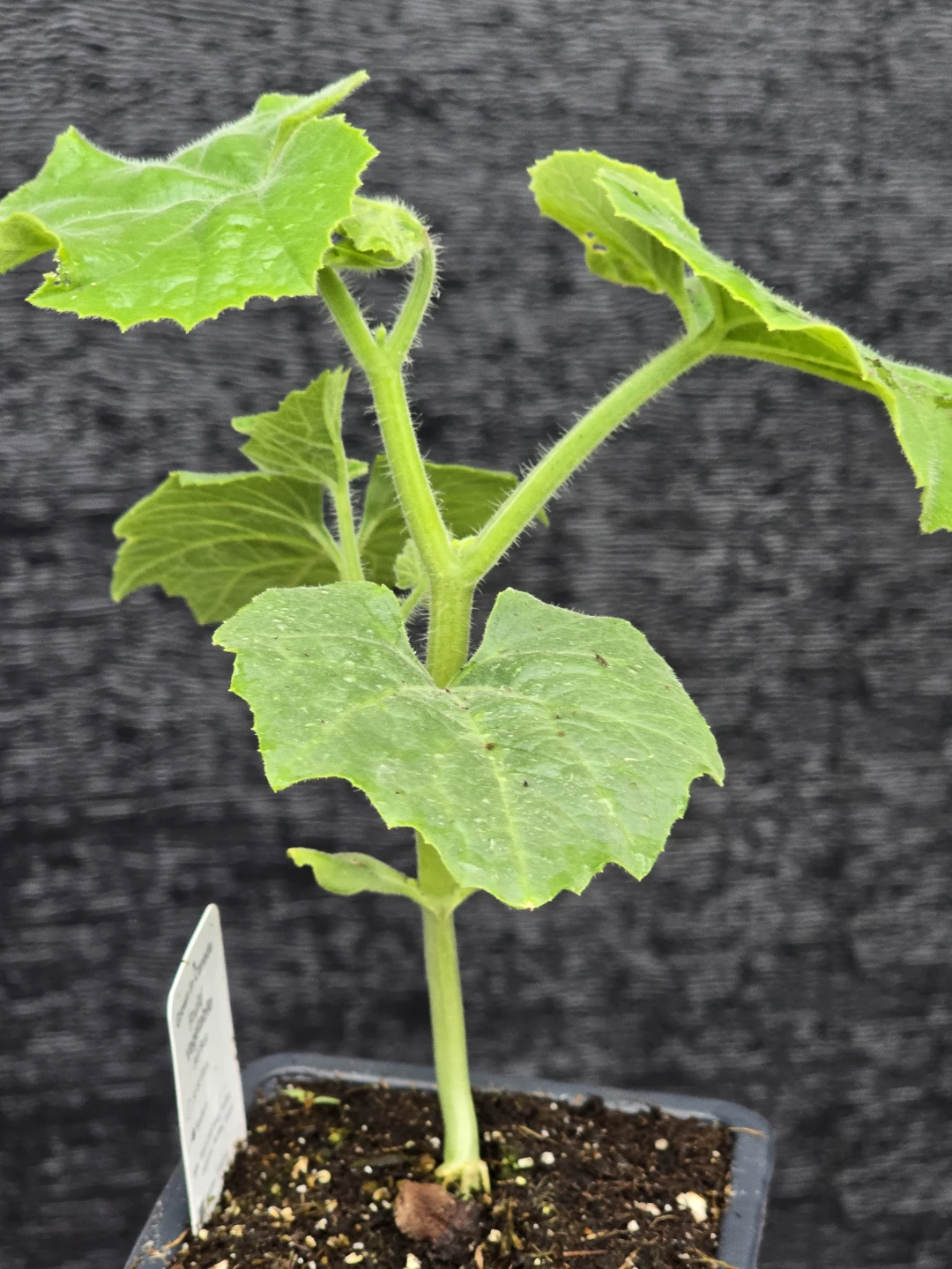 Organic Snake Gourds Plant - photo 3