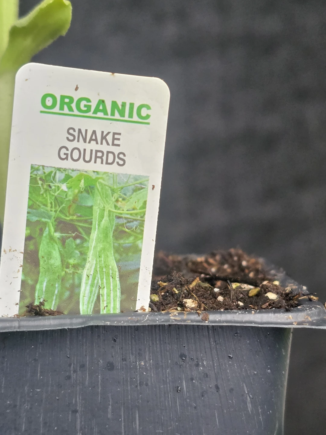 Organic Snake Gourds Plant - photo 4