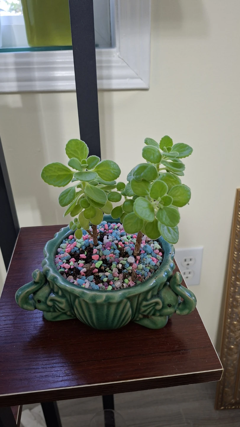 Mexican mint Plants in Ceramic Planter - photo 3