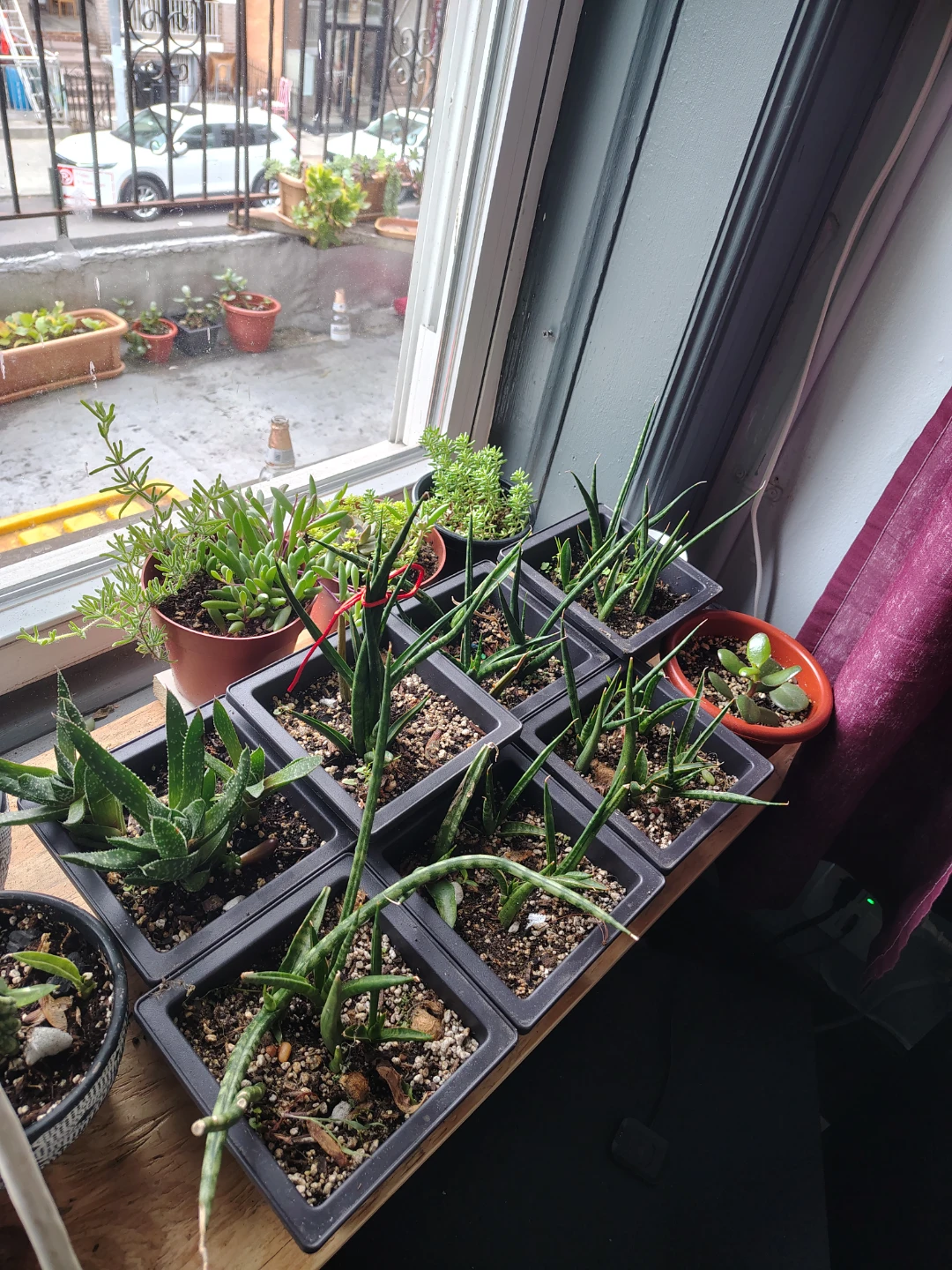 Assorted Succulent Plants (7Count) $10 each or $60 for all