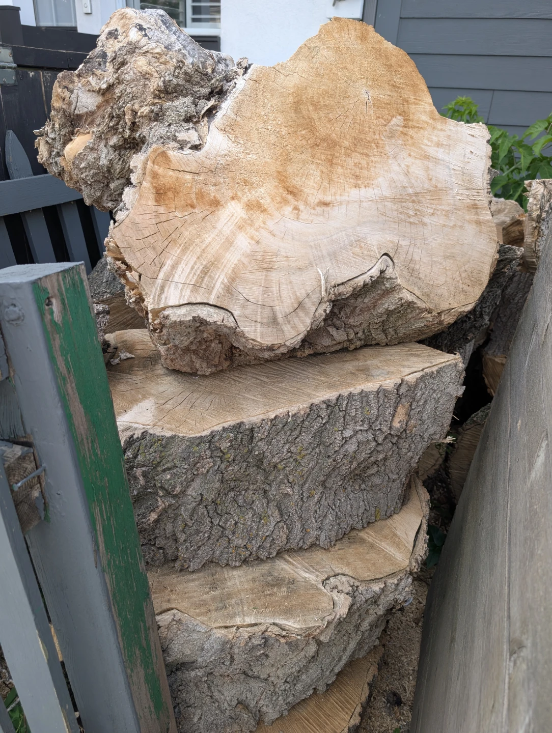 Large Wood Slabs for Crafting or Firewood